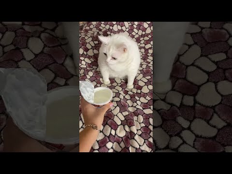 Cat Gags Smelling Sour Cream || ViralHog