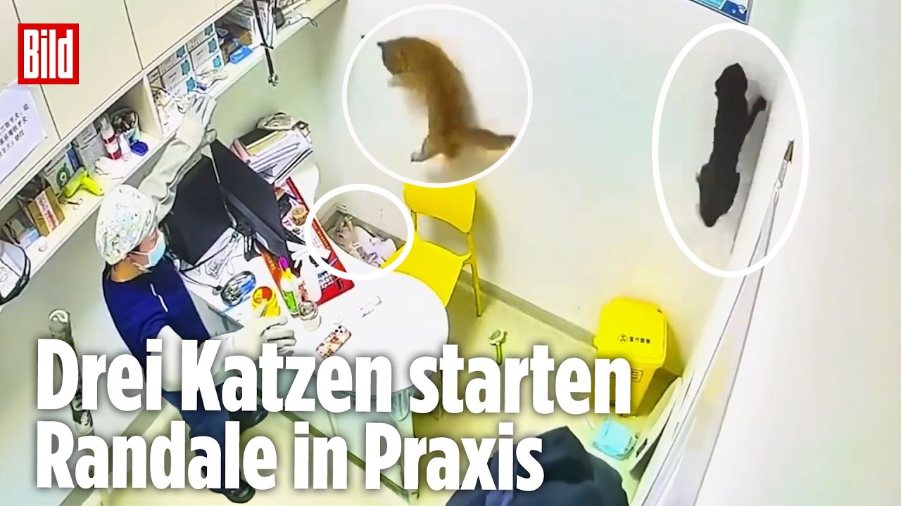 PRAXIS-CHAOS PUR: Katzen-Trio dreht komplett durch