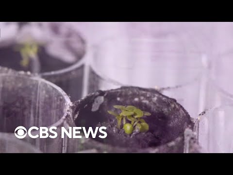 University of Florida scientists grow plants in soil from moon