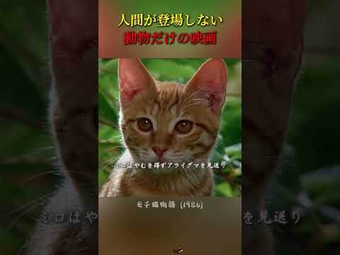 動物同士が結ぶ絆も、胸に迫るものがあります#映画 #映画紹介 #癒し動画 #動物
