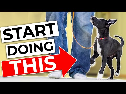 STOP Doing Your Traditional Puppy Leash Walking Training!