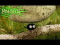 Minuscule Mini S Compilation 1