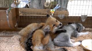 preview picture of video 'もふもふ子ぎつね#１ @蔵王キツネ村  - fluffy fox pups #1'
