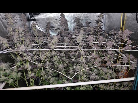 HARVEST DAY Pressure KEEPERS from 100 seed hunt!