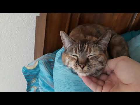 Kitty loves being scratched under the chin