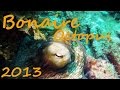 Diving - Bonaire 2013 - Octopus in Love Edition - Karibik, Bonaire, Niederländische Antillen, Bonaire