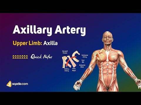 Upper Limb: Axilla | Axillary Artery | Anatomy
