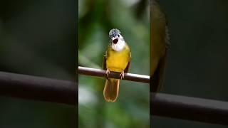 Download lagu BURUNG EMPULOH IRANG (alophoixus phaeocephalus) mp3