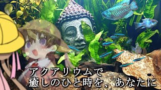 【アクアリウム】松嘩りうむ。【癒しのひと時を、あなたに】