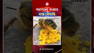 পরাগরেণু সংগ্রহে ব্যস্ত মৌমাছি | Daily Sakalbela