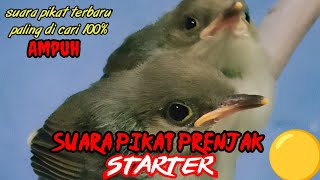 Download lagu Suara pikat prenjak starter terbaru 2025 di jamin semua burung kecil liar kumpul Aw1 mp3