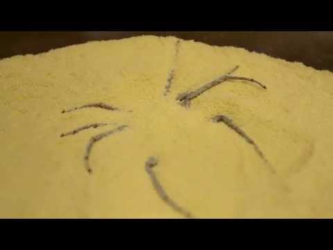 Six-Eyed Sand Spider Burying Herself (Sicarius hahni)