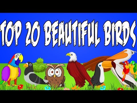 Top 20 Beautiful Birds in the world for kids | Kid2teentv Video