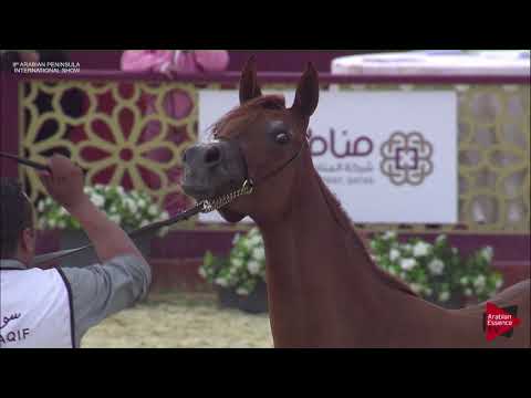 N.33 MOHRA AL AQEED - 2019 Qatar Int. Peninsula show - Fillies 2 years old (Class 2A)