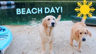 Dogs Swimming at their own Beach! with Funny Commentary!