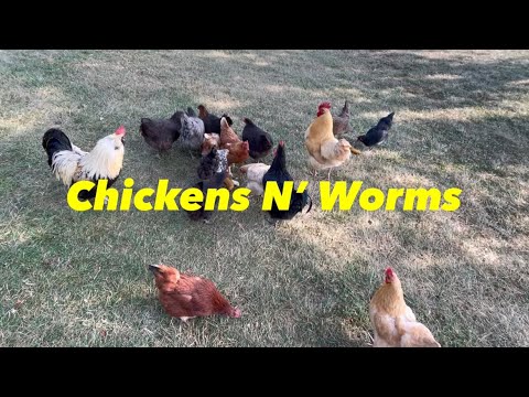 , title : 'How Do Chickens Get Worms? How Do You Prevent/Treat It?'