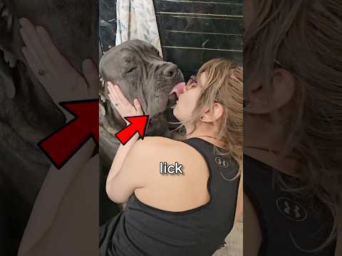 Why Dogs Lick Your Face?! 😱💋 (Sweetest Reason Ever!)