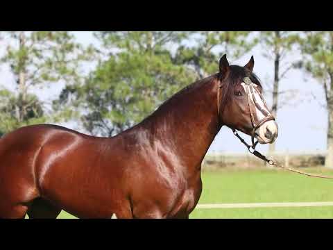 LOTE 15 - AMULETO DO LISCANO