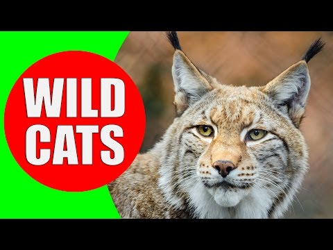 Wild Cats - Felidae and Panterinae - Wild Cat Sounds for Children to Learn