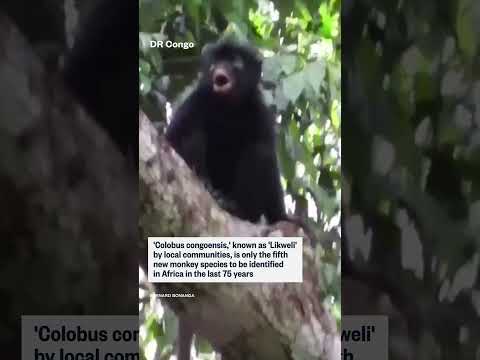 New species of monkey identified in DR Congo