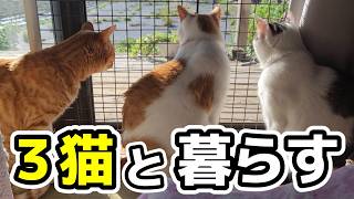 【vlog】愛猫10歳を祝う/平凡だけど幸せな日常