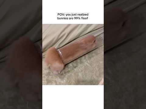 POV: Bunny becomes liquid to fit ANYWHERE! 🤯 #rabbit #bunny