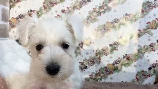 ミニチュアシュナウザーの動画01