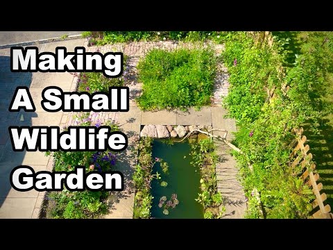 I Built A Small Wildlife Garden & So Much Wildlife Came