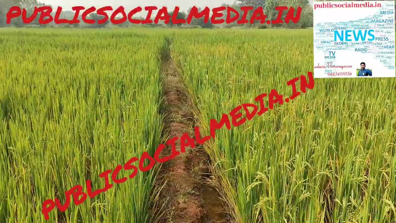 2026 ம் ஆண்டு நெற்பயிர்  பத்திரிகையாளர் வீ.வீரராகவன்