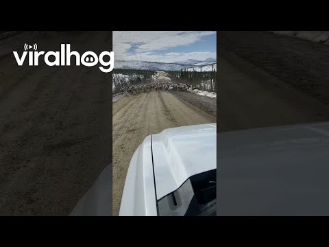 Caribou Herd Charges Vehicle || ViralHog