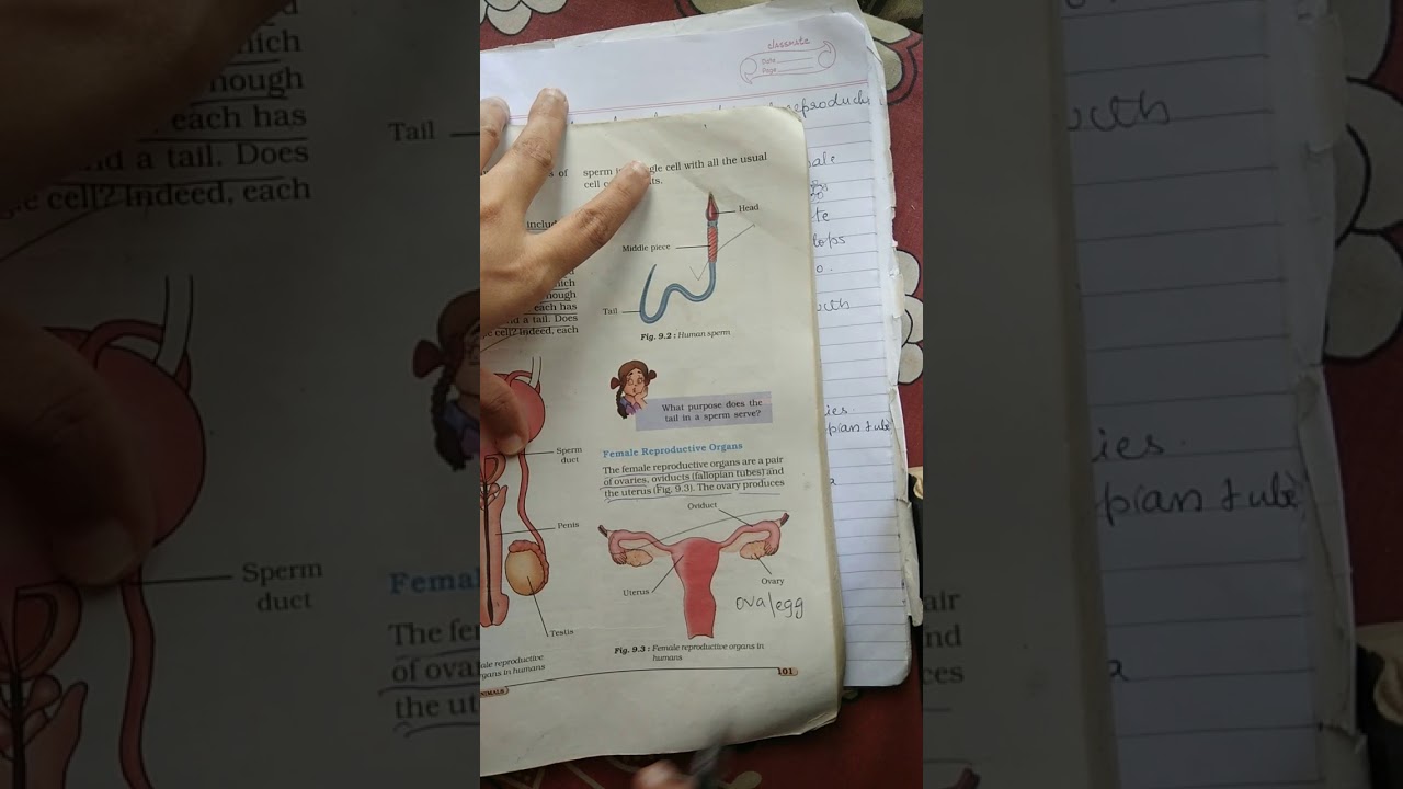 Cbse class 8 science chapter-9 reproduction in animals part1