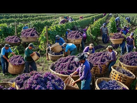 , title : 'Cómo Los Agricultores Estadounidenses Cosechan Millones De Toneladas De Uvas Cada Año'