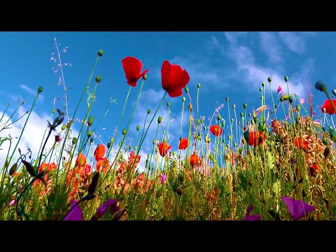 Summer Nature Sounds | 2 Hours Of Soothing Summertime Ambience To Help You Relax & Unwind