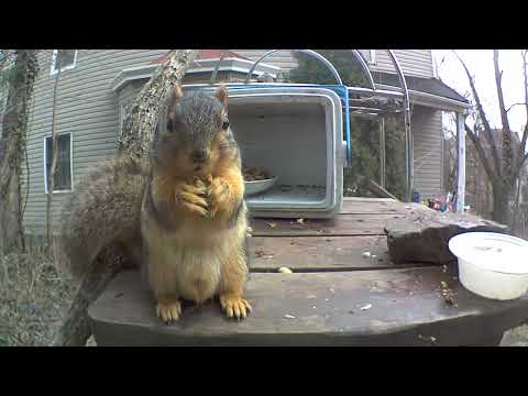 The return of Chunk the squirrel 🐿️!!!