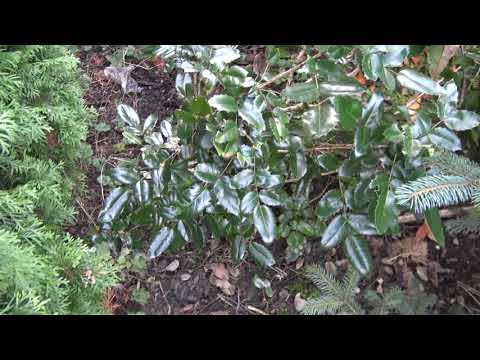 Przed zimą podlewamy rośliny zimozielone