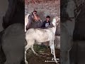 Ghoda Video
