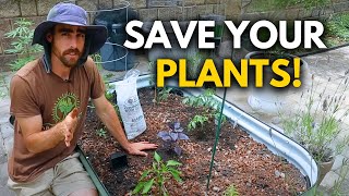 How to Revive a Struggling Garden