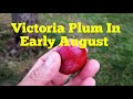 Victoria Plum In Early August How It Looks Like Tasting Bacterial Canker Desease