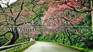 preview picture of video 'Mt. Yaedake: Through the Cherry Trees 八重岳〜桜並木〜'