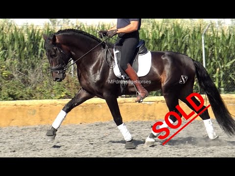 *SOLD* FEI potential, PRE Stallion 2016 - 1.70 m | #MP271