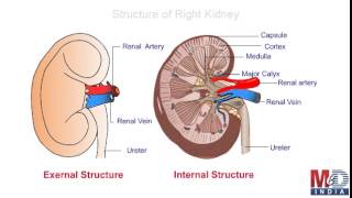 Anatomy of urinary system