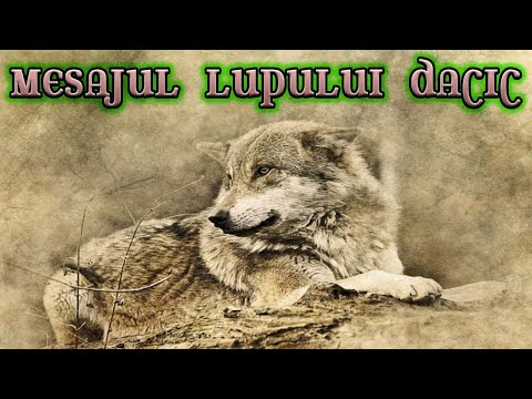 🐺Lupul dacic si apostolul lupilor, Santandrei, te calauzesc! 💙💛❤️(Interactiv)