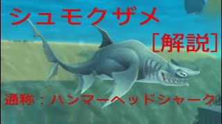 ［ハングリーシャークワールド]シュモクザメを解説してみた