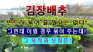 [텃밭농부 1,732]  김장배추 반드시 묶을 필요는 없다. 다만 이럴 경우 묶는데 그 목적과 싯점은? #김…