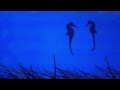 The Sea Horse Mating Dance