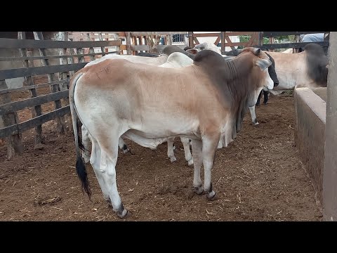 FUI VISITAR O CASAL ZE E APARECIDA EM CATURITE-PB CHEGOU UMA BOIADA TOPADA 