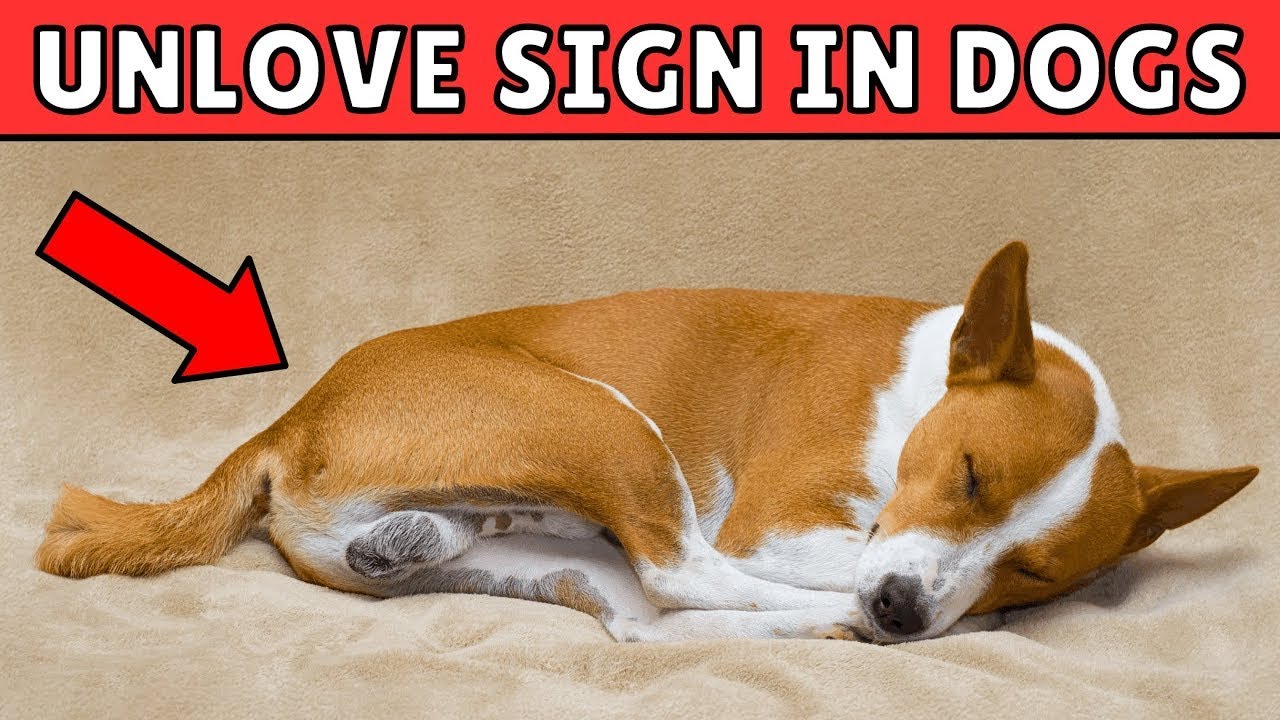 10 Signs Your Dog Doesn't Love You (You Would Never Suspect!)