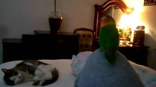 Download lagu Gunshot Lovebird mp3 Download lagu Gunshot Lovebird mp3