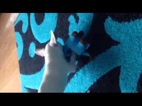 Casper (Celestine) in his new home