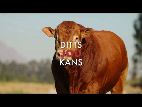 LRF SANTAM Suider-Afrikaanse Stoetteler van die jaar kompetisie 2025